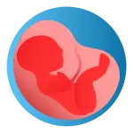 Pregnancy